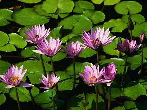 lilies